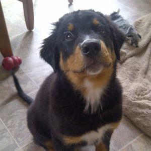 Meet your Posher, Maximus